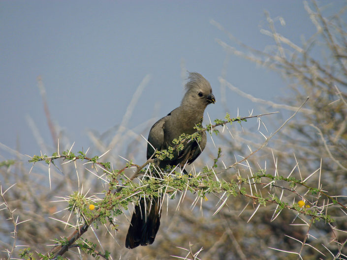 Grey go-away-bird