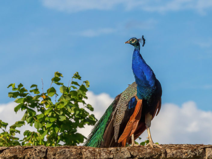 Indian peafowl