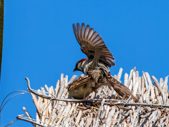 House sparrow