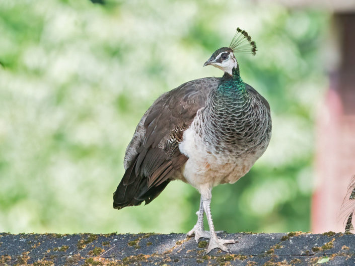 Indian peafowl