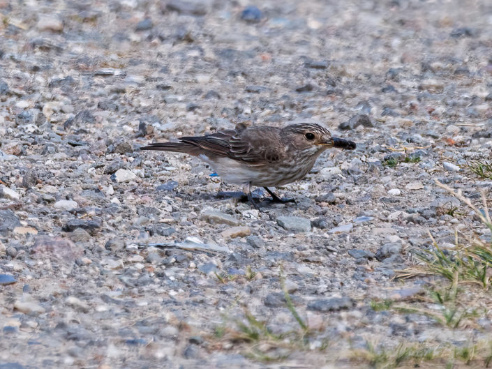 Spotted flycatcher