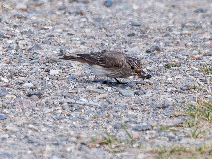 Spotted flycatcher