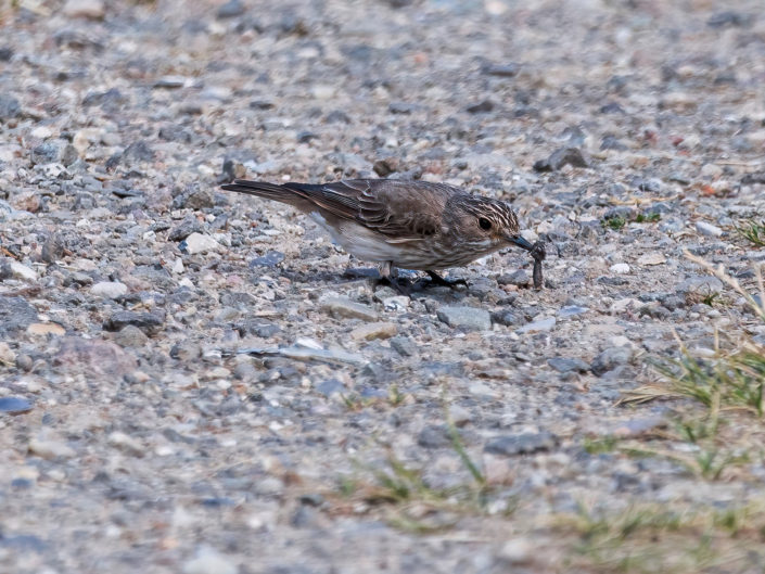 Spotted flycatcher