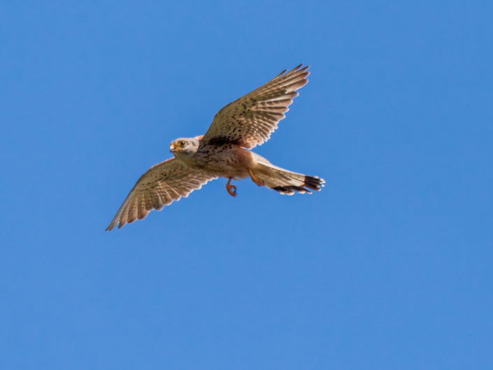 Common kestrel
