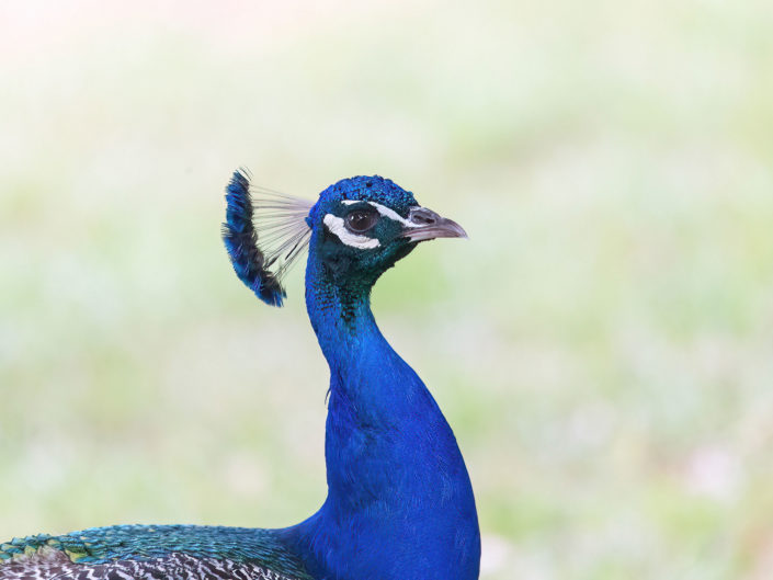 Indian peafowl