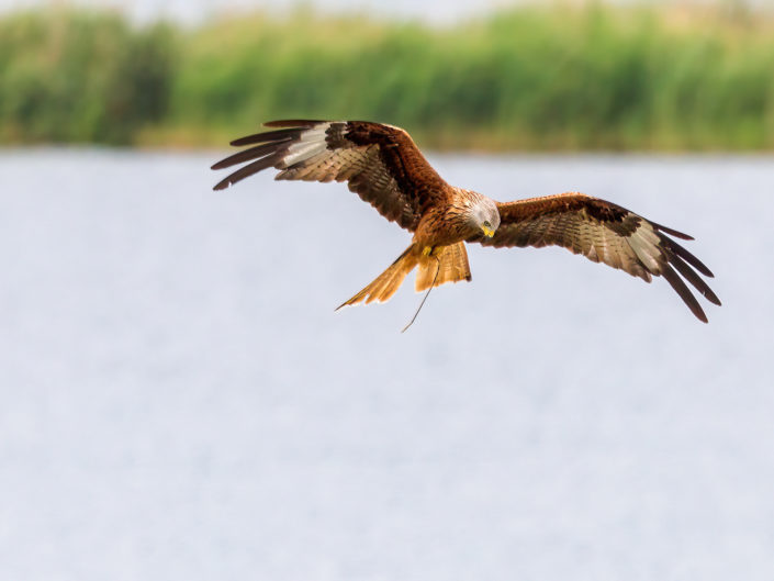 Red kite