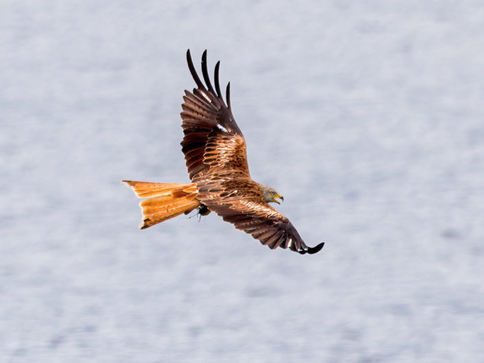 Red kite