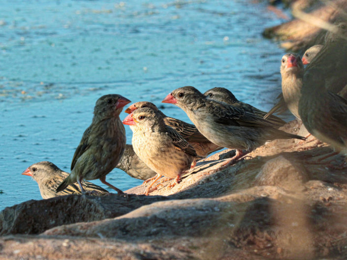 Red-billed quelea