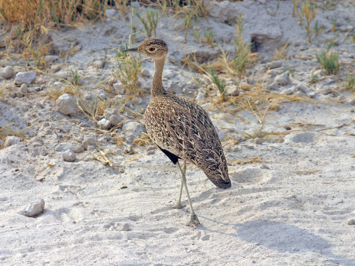 Red-crested korhaan