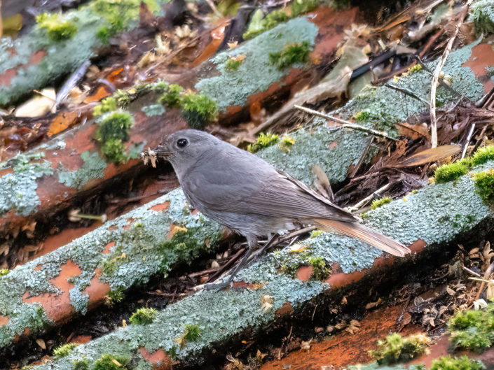 Female black redstart