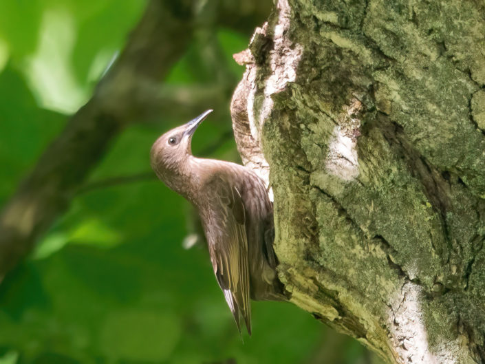 Common starling