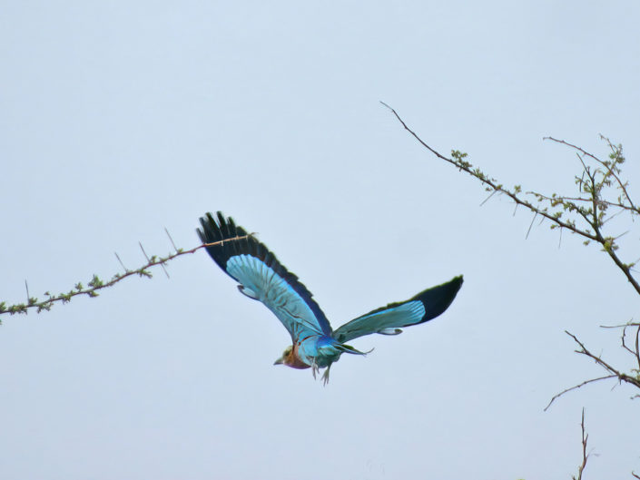 Lilac-breasted roller