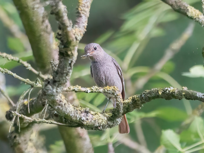 Female black redstart