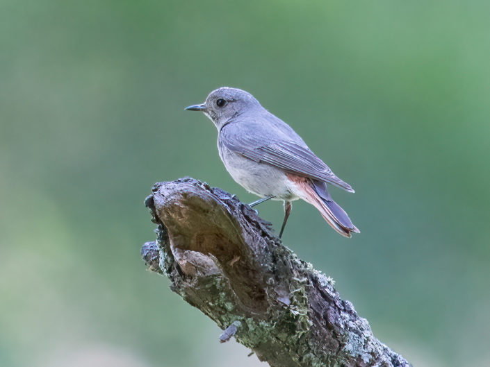 Female black redstart