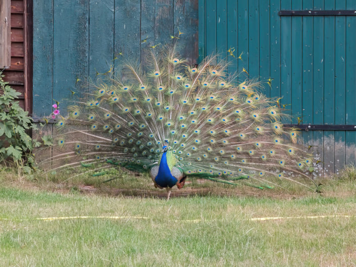 Indian peafowl