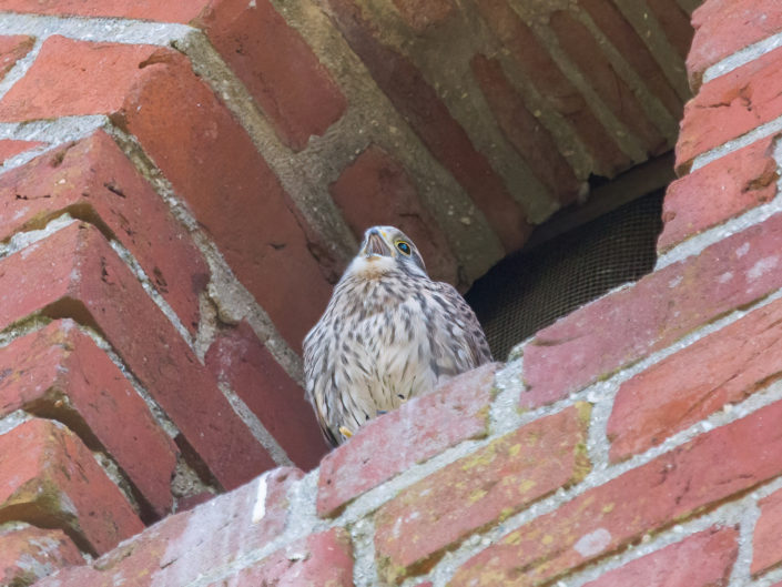 Common kestrel