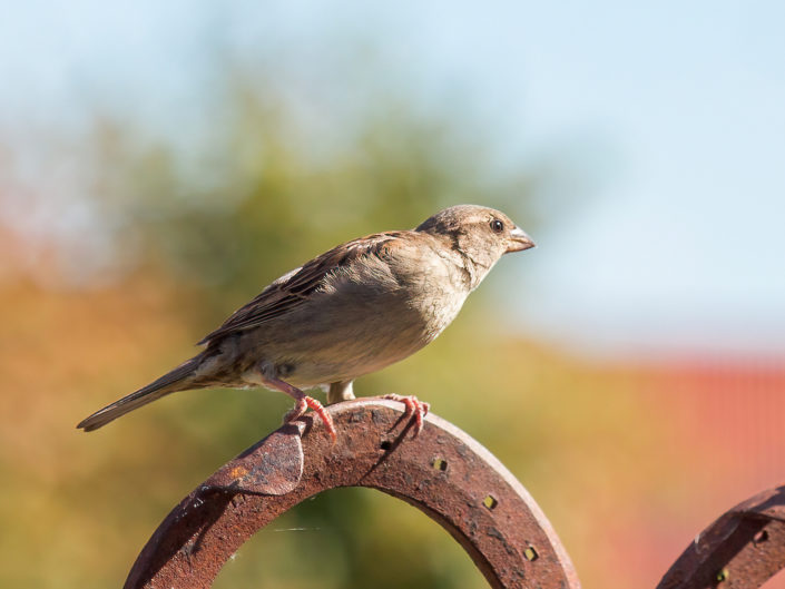 House sparrow