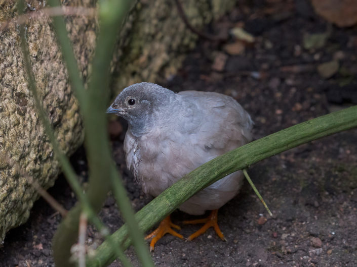 King quail