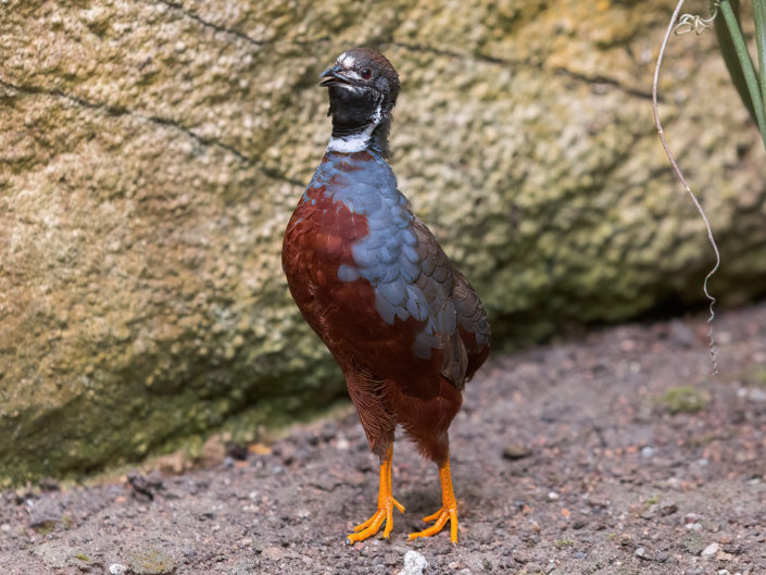 King quail
