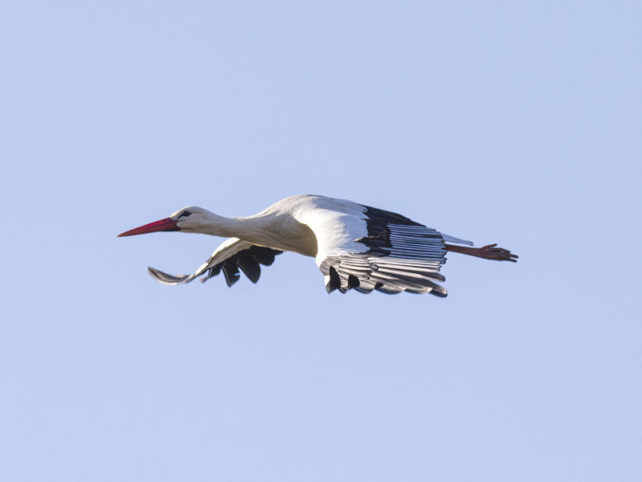 White stork