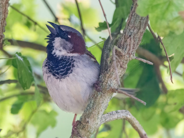 House sparrow