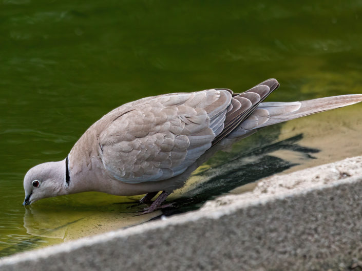 Barbary dove