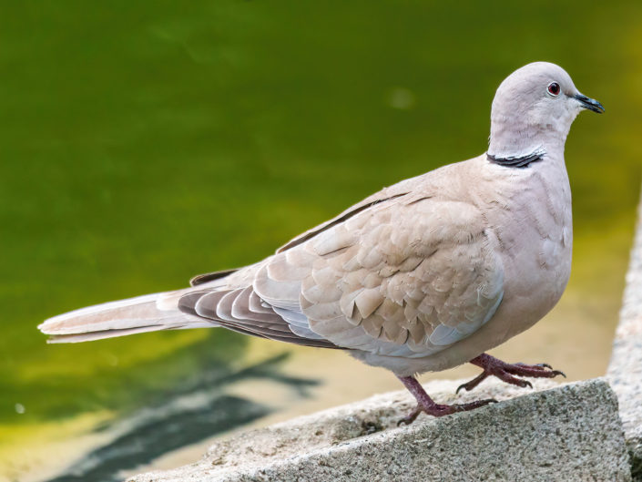 Barbary dove