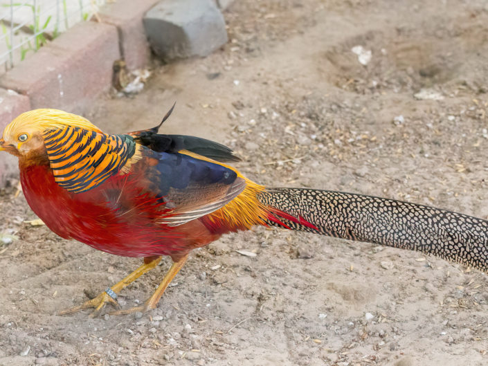 Golden pheasant