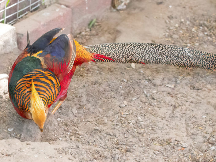 Golden pheasant