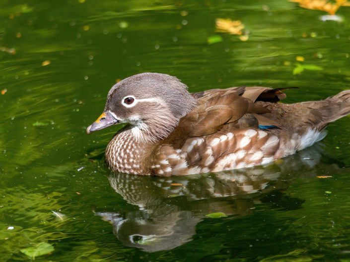 Manadrin duck