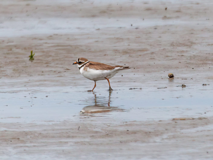 Common ringed plover