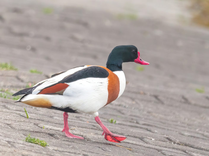 Common shelduck