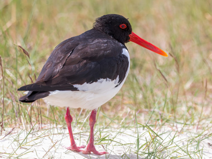 Eurasian oystercatcher