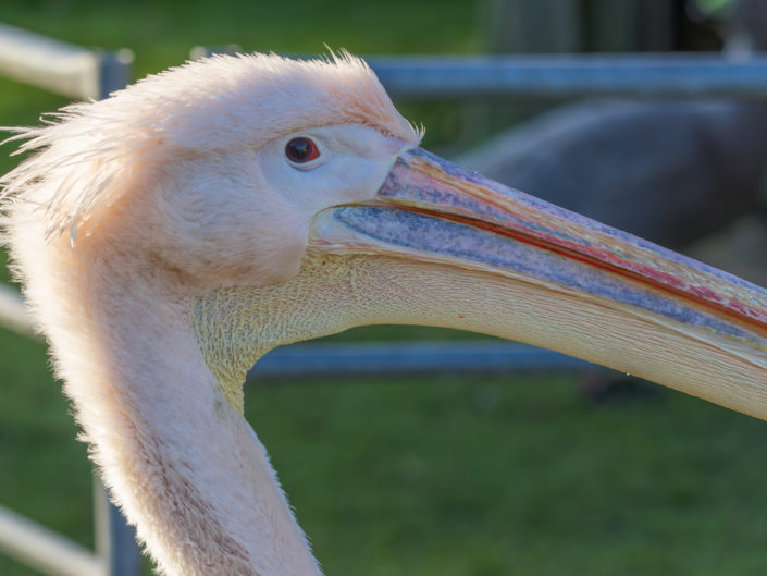 Great white pelican