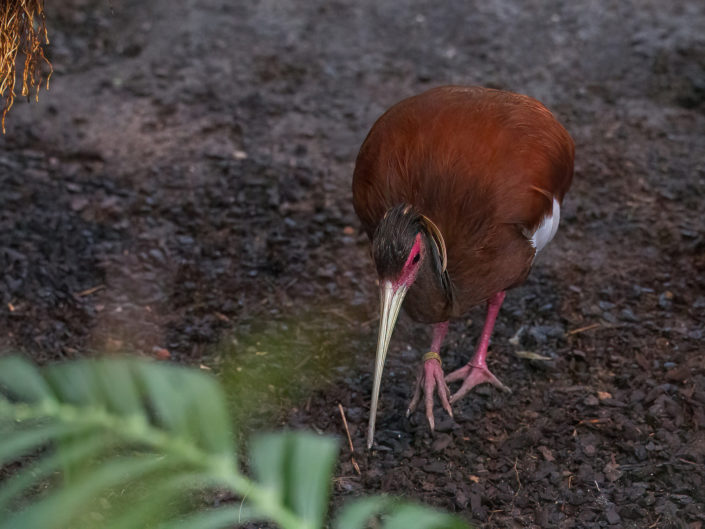 Madagascar ibis