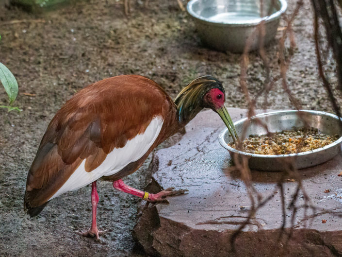 Madagascar ibis