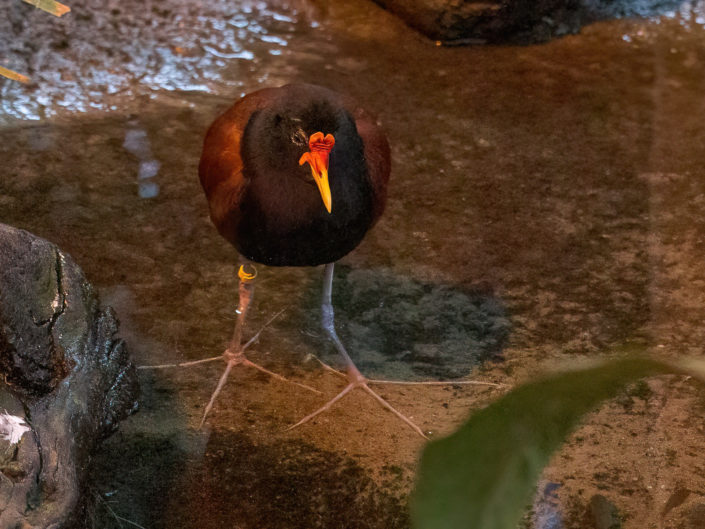 Wattled jacana