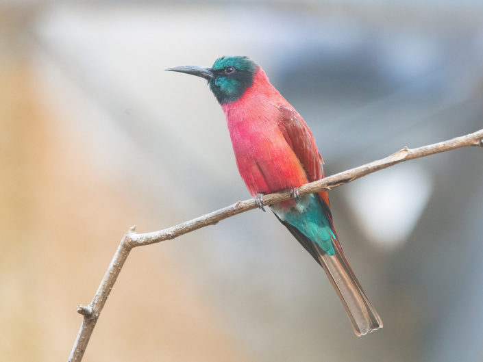 Northern carmine bee-eater