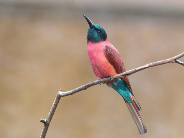 Northern carmine bee-eater