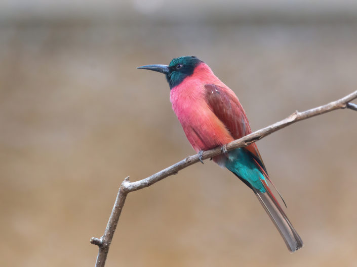 Northern carmine bee-eater