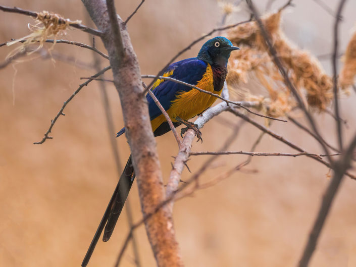 Golden-breasted starling