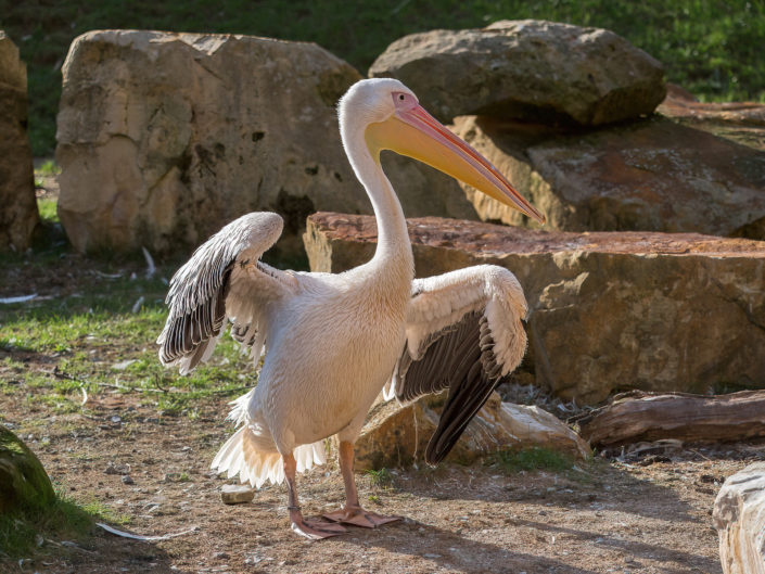 Great white pelican