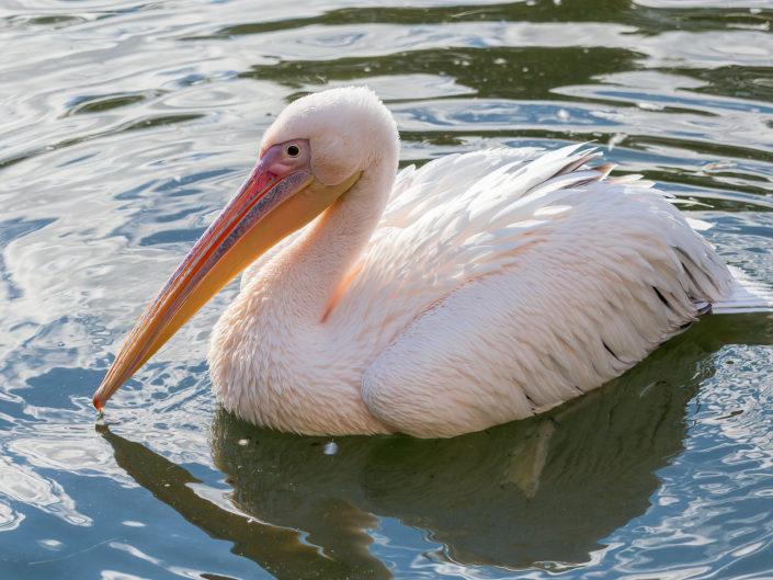 Great white pelican