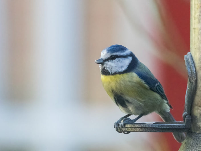 Eurasian blue tit