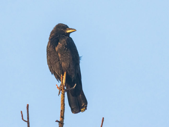 Carrion crow