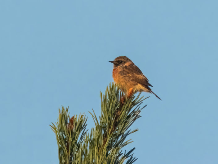 European stonechat