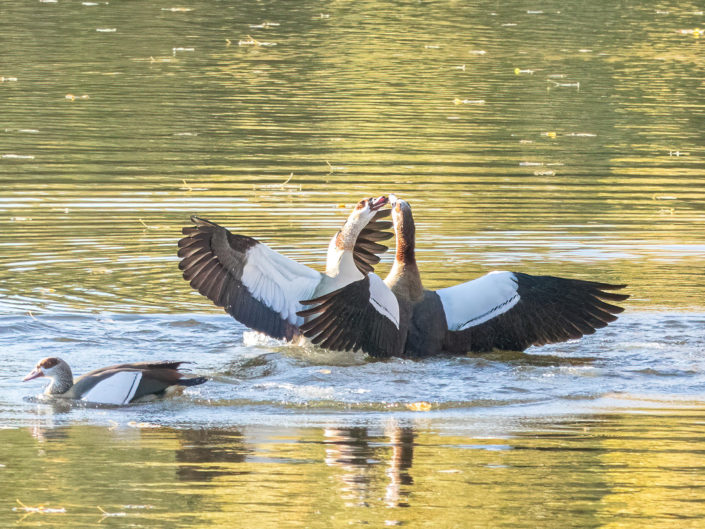 Egyptian goose