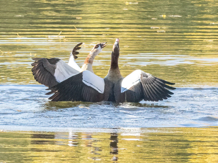 Egyptian goose