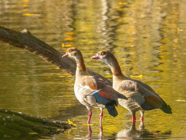 Egyptian goose