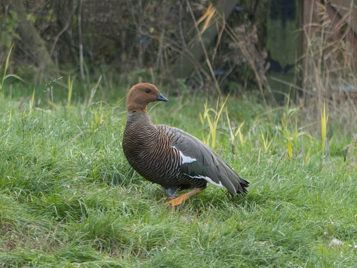 Upland goose